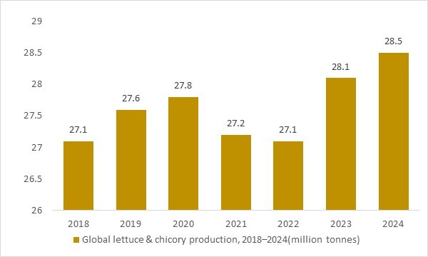 Global lettuce and chicory production 2018–2024 as key leafy-vegetable input for packaged salad in retail&foodservice markets